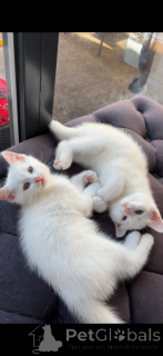 Photo №1. turkish angora - for sale in the city of Amsterdam | negotiated | Announcement № 178707