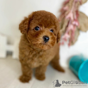 Photo №2 to announcement № 97545 for the sale of poodle (toy) - buy in Sweden private announcement