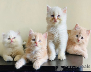 Photo №1. persian cat - for sale in the city of Vienna | 169$ | Announcement № 143408