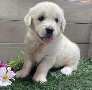 Photo №1. golden retriever - for sale in the city of Nuremberg | 634$ | Announcement № 98605