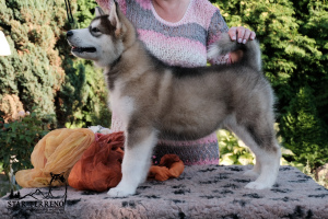 Photo №4. I will sell alaskan malamute in the city of Grodno.  - price - 335$