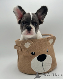 Photo №3. French Bulldog puppy for adoption. Germany