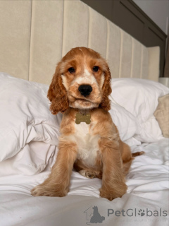 Photo №2 to announcement № 177755 for the sale of american cocker spaniel - buy in Netherlands private announcement