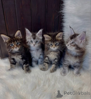Photo №1. maine coon - for sale in the city of Alabama | 1$ | Announcement № 161196