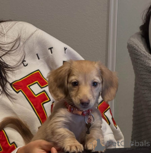 Photo №3. adorable Dachshund Puppies are looking for loving forever homes. Denmark