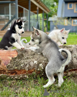 Photo №1. siberian husky - for sale in the city of Paris | negotiated | Announcement № 120023