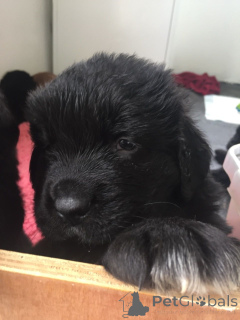 Photo №4. I will sell newfoundland dog in the city of Huy. private announcement, breeder - price - Is free