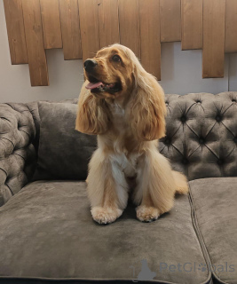 Photo №1. english cocker spaniel - for sale in the city of London Borough of Camden | Is free | Announcement № 157082