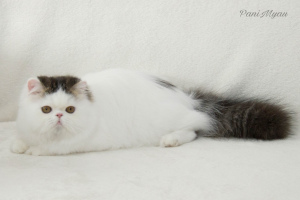 Photo №4. I will sell persian cat in the city of Zaporizhia. breeder - price - 1102$