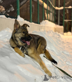 Photo №3. Affectionate girl Alisa is looking for her parents!. Russian Federation