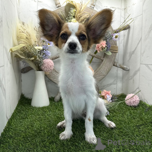 Photo №1. papillon dog - for sale in the city of Birkenwerder | 329$ | Announcement № 151713