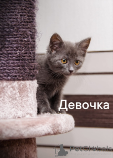 Photo №1. domestic cat - for sale in the city of Obninsk | Is free | Announcement № 150194