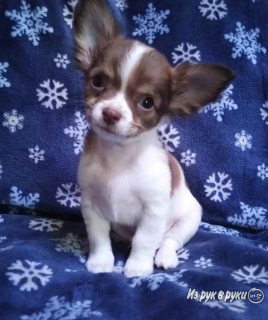 Photo №1. chihuahua - for sale in the city of Москва | 340$ | Announcement № 2406