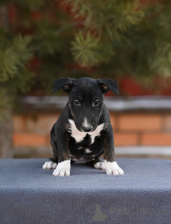 Photo №1. non-pedigree dogs - for sale in the city of Москва | negotiated | Announcement № 135394