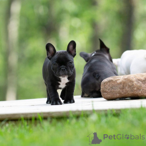 Photo №2 to announcement № 167288 for the sale of french bulldog - buy in Germany private announcement