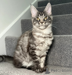 Photo №1. maine coon - for sale in the city of Augusta | negotiated | Announcement № 158078