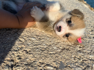 Additional photos: I sell Pembroke corgi puppies