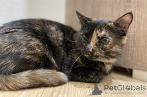 Additional photos: Wonderful young cat Cinnamon is looking for a home and a loving family!