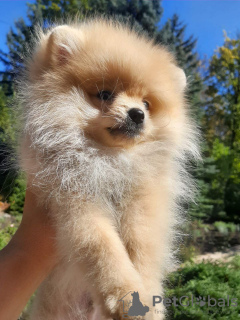 Additional photos: pomeranian