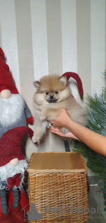 Photo №4. I will sell pomeranian in the city of Kharkov. from nursery - price - 1351$