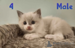 Photo №2 to announcement № 128702 for the sale of ragdoll - buy in Austria private announcement, from nursery