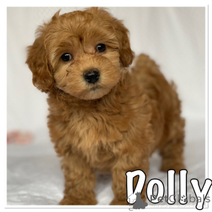 Photo №1. havanese dog - for sale in the city of Couvin | 516$ | Announcement № 159433