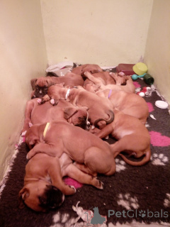 Photo №2 to announcement № 164847 for the sale of boxer - buy in Belgium private announcement, breeder