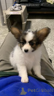 Photo №1. papillon dog - for sale in the city of DornBirn | 361$ | Announcement № 170152