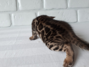 Photo №1. bengal cat - for sale in the city of Miass | Negotiated | Announcement № 4288