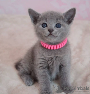 Photo №1. russian blue - for sale in the city of Portland | 650$ | Announcement № 65848