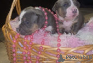 Photo №2 to announcement № 126891 for the sale of american bully - buy in Germany private announcement