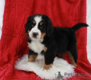 Photo №3. Top Quality Bernese Mountain Dog Puppies for Sale. Finland