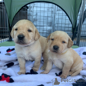 Photo №3. Labrador Retriever puppies for sale. Russian Federation