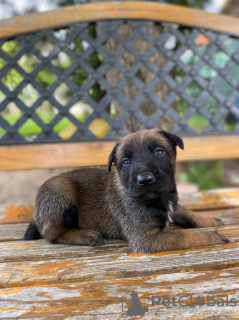 Additional photos: Belgian Shepherd puppies