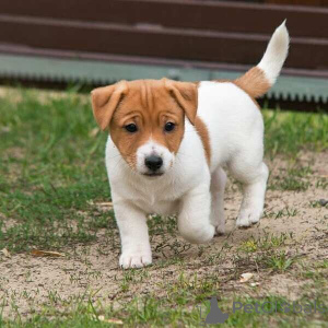 Photo №2 to announcement № 169654 for the sale of jack russell terrier - buy in Belgium 