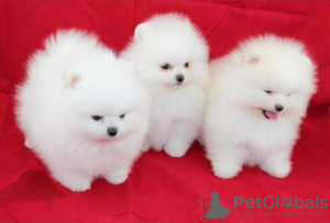 Photo №1. pomeranian - for sale in the city of St. Petersburg | 662$ | Announcement № 9981