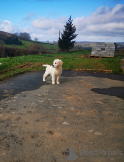 Photo №3. Lovely Golden Retriever Puppies with Pedigree for sale. Germany