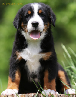Photo №2 to announcement № 6874 for the sale of greater swiss mountain dog - buy in Ukraine from nursery