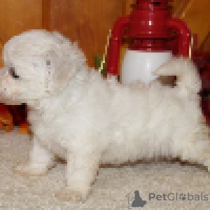 Photo №3. Bichon Frise puppies. Belgium