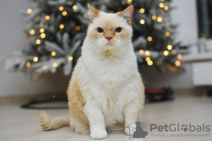 Additional photos: Charming white cat Donut is looking for a home and a loving family!