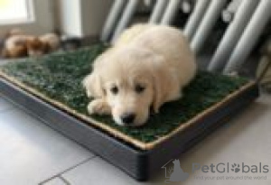 Photo №2 to announcement № 126893 for the sale of golden retriever - buy in Germany private announcement