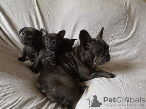 Additional photos: Vaccinated French Bulldog Puppies available now for sale
