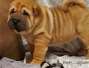 Photo №1. shar pei - for sale in the city of Tbilisi | negotiated | Announcement № 174932