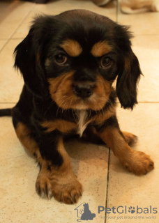Photo №1. cavalier king charles spaniel - for sale in the city of Jerusalem | 1900$ | Announcement № 44402