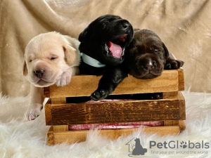 Photo №1. labrador retriever - for sale in the city of Vienna | 400$ | Announcement № 38284