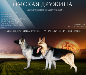 Photo №1. east-european shepherd - for sale in the city of Omsk | 320$ | Announcement № 5056