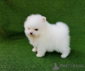 Photo №1. pomeranian - for sale in the city of Munich | 329$ | Announcement № 135149