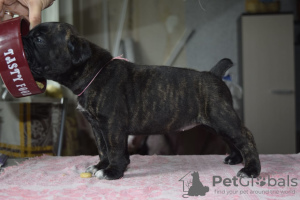 Additional photos: For sale beautiful puppies Cane Corso - boys and girls.