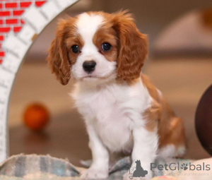 Photo №3. Nice and Healthy Cavalier King Charles spaniel Puppies. Finland
