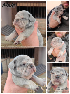 Photo №1. french bulldog - for sale in the city of Zrenjanin | negotiated | Announcement № 78132